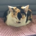ボタモチ